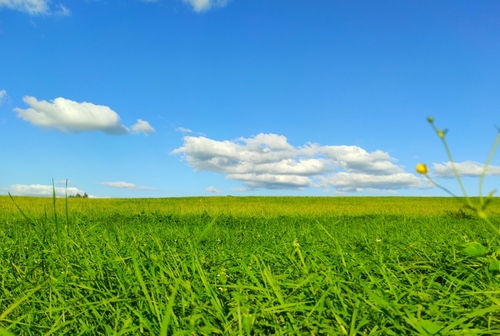 krajobraz soczystej trawy i błękitnego nieba perspektywa żabia 