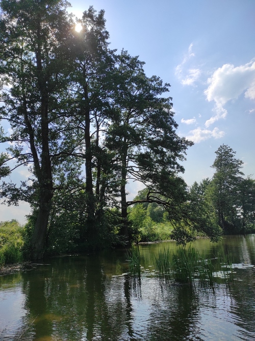 Jezioro Dadaj drzewa i rośliny rosnące w wodzie 