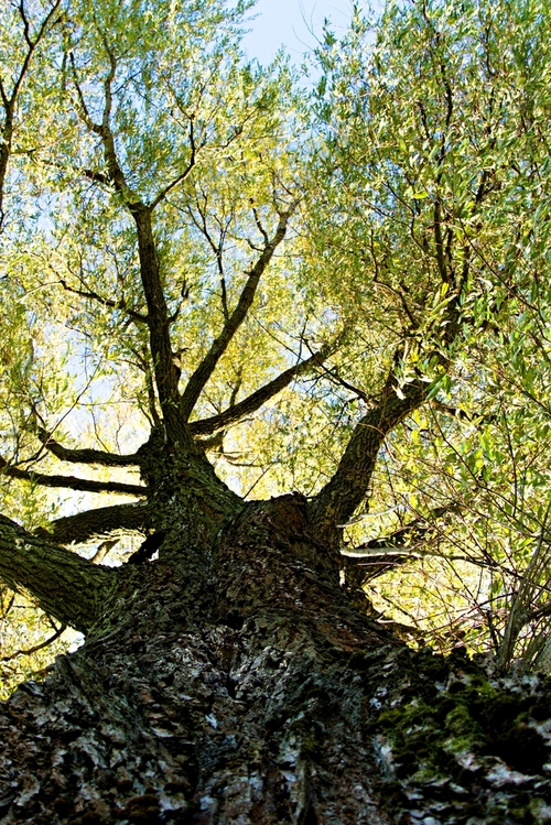 wykonano zdjęcie z dolnej perspektywy od pnia ku wierzchołkowi drzewa na pierwszym planie widoczna struktura kory 