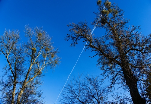ujęcie z dołu na wierzchołki drzew na tle nieba na którym jest widoczna smuga dymu od samolotu 