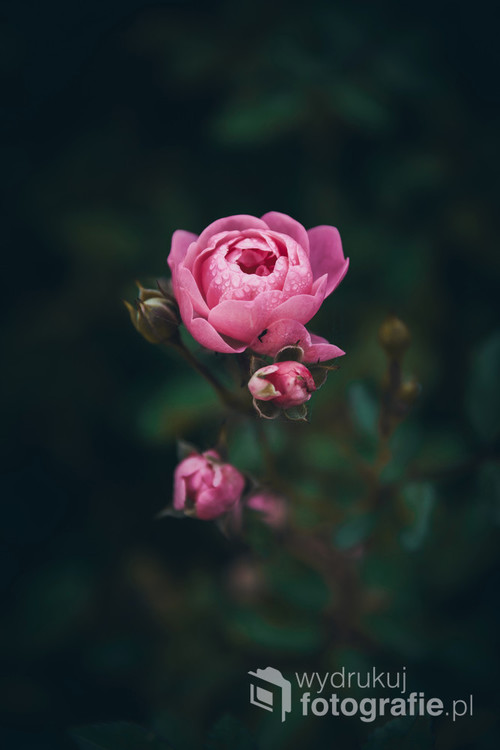 Kwiat jesiennej róży