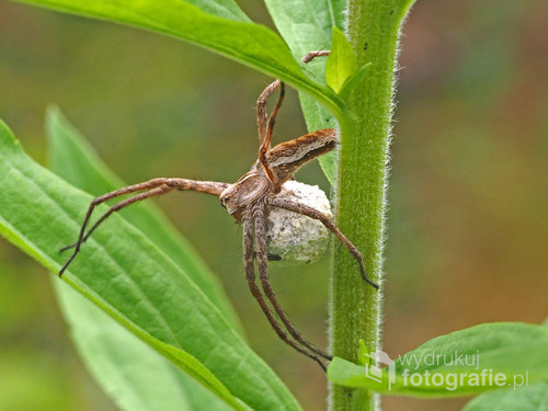 Samica darownika przedziwnego z kokonem. Nazwa tego pająka pochodzi od jego zwyczajów; samce darowują samicy w prezencie sparaliżowane owady.   