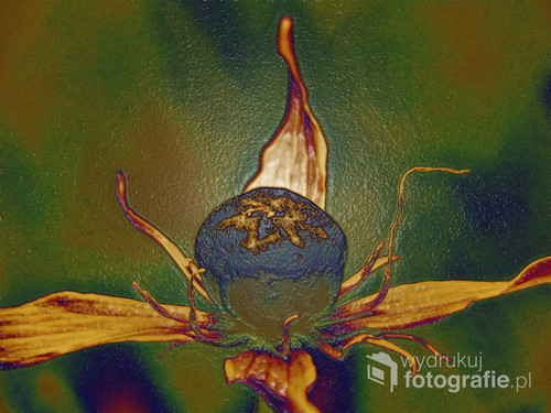 Grafika utworzona ze zdjęcia kwiatu czworolistu pospolitego