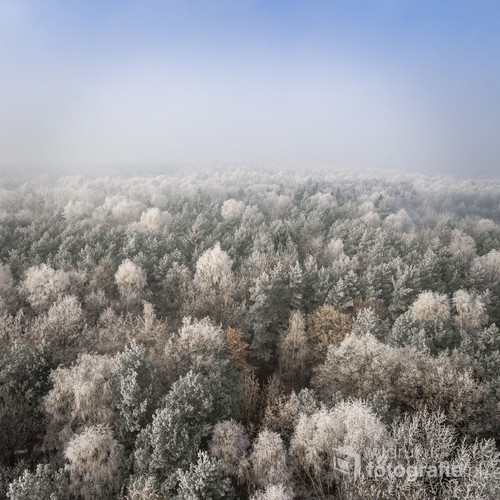 Aerial view of the winter background with a snow-covered forest and lake from above captured with a drone in Poland.