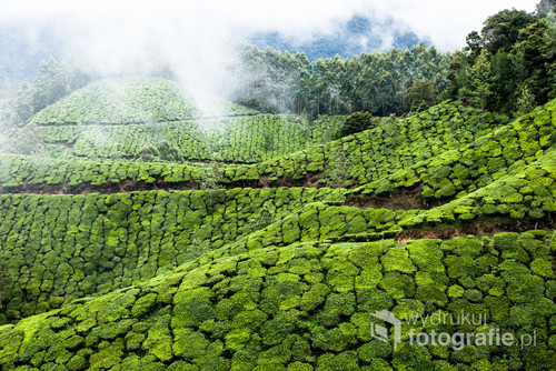 Plantacja herbaty w Munnarze, Indie.