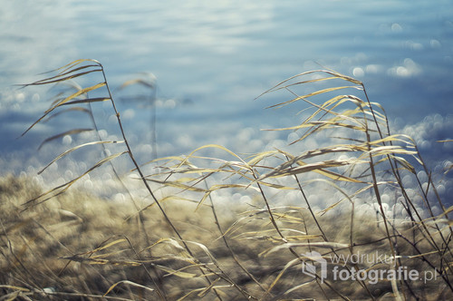 Zdjęcie zrobione wczesną jesienią nad wiślanym brzegiem. Powiewające na wietrze trawy przywołują wspomnienie o niedawno minionym lecie.