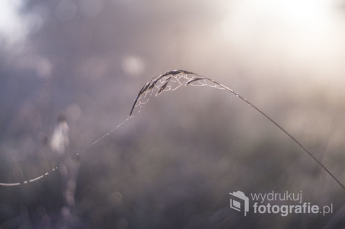 Nostalgiczne ujęcie trawy zaplątaną w delikatną pajęczą sieć 
Fotografia wykonana o świcie, wczesną jesienią.