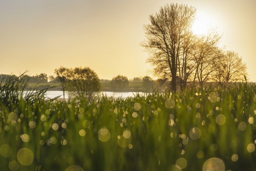 Diamenciki rosy o świcie nadają wyjątkowego uroku wiosennej scenerii. 
Wiosna 2023