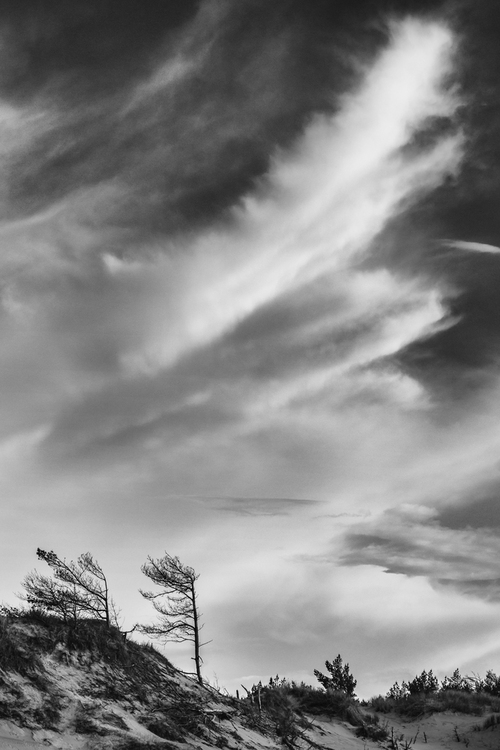 Czarno-biały pejzaż z nadbałtyckiej plaży, gdzie wiatr czesze drzewa i kształtuje chmury, współgrające ze sobą we wspólnym tańcu.