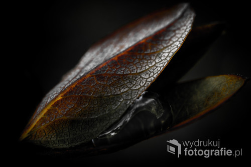 Kropla wody w objęciach liści. Zdjęcie to ujęło mnie wyeksponowanym unerwieniem liścia przytrzymującego kroplę wody.