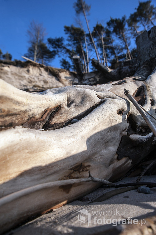 Wytarte przez morski piasek kawałki drewna tworzą nietuzinkowe kształty i wzory