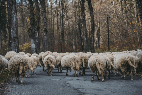 Po obiedzie czas na spacer. Wypasione owieczki powolnym krokiem zmierzają ku swej zagrodzie. Zdjęcie wykonane jesienią w Kotlinie Kłodzkiej.