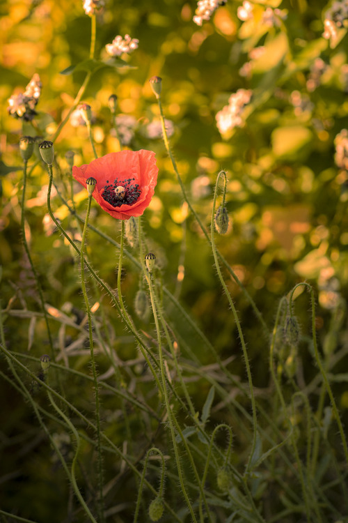 Skąpany w słonecznym blasku kwiat maku o poranku. To coś, co sprawia, że fotograf rozkwita śladem tego kwiatu. Piękno rośliny doskonale zaakcentowane porą dnia.