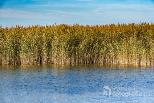 Reeds on the shore of the lake.