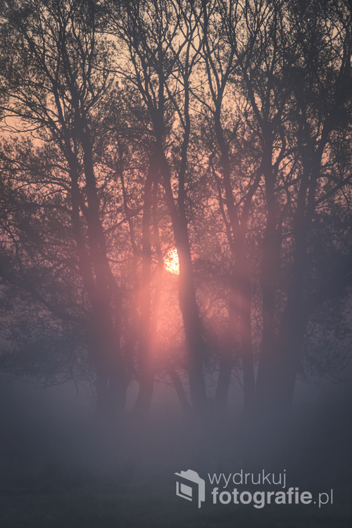 Beams of morning sun filtering through the tree and fog