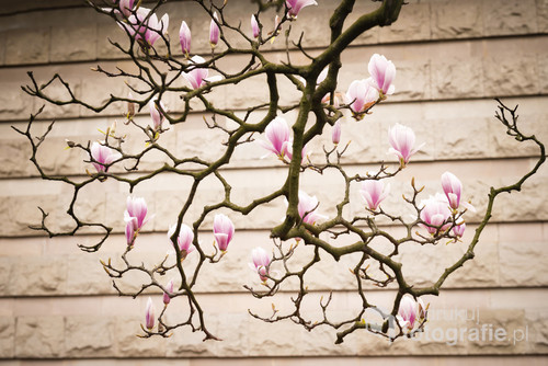 Magnolia tree, blossom branch against the wall. 