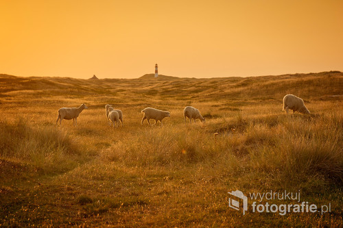 Flock of sheep on dune on the island of Sylt. In the background a lighthouse. Sunset.