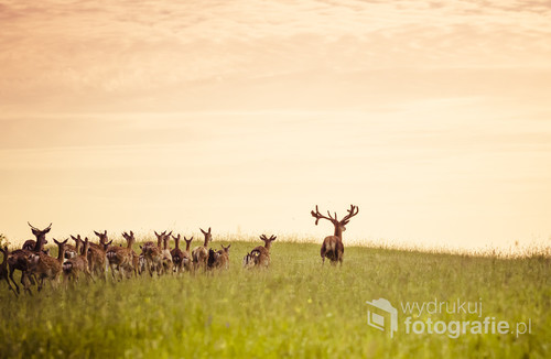 Herd of fallow deer running on forest glade