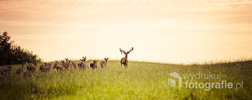 Herd of fallow deer running on forest glade