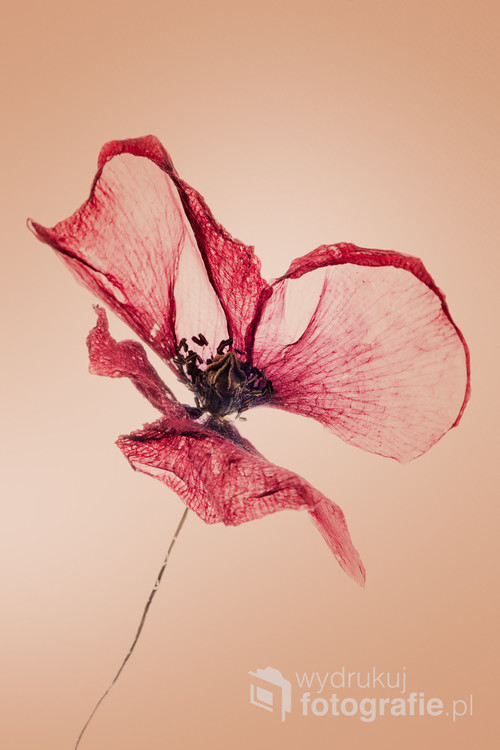 Old, dry, red poppy flower.
