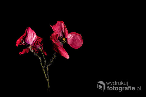 Old, dry, red poppy flowers on the black background.