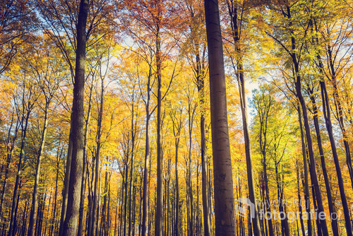 Beech forest in autumn - vintage style.