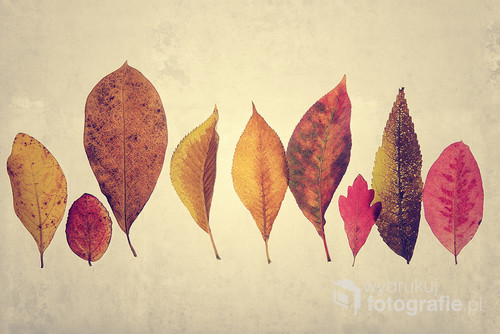 An abstract image made up of various autumn leaves.