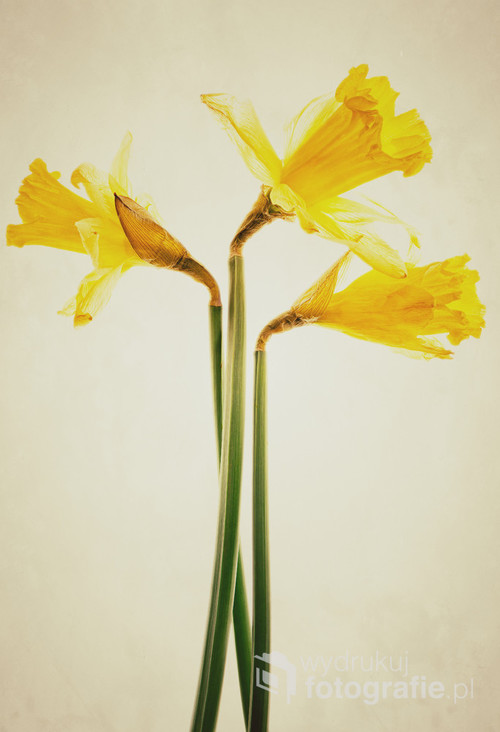 A composition of three daffodil flowers on a grunge yellow background.
