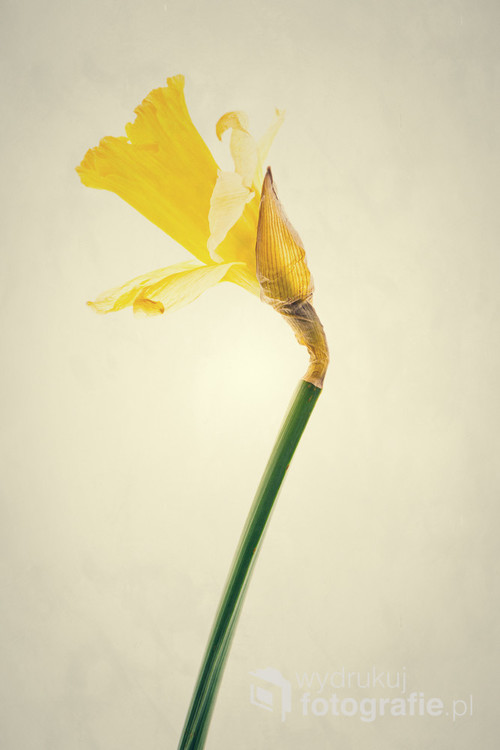 A composition of one daffodil flowers on a grunge yellow background.

