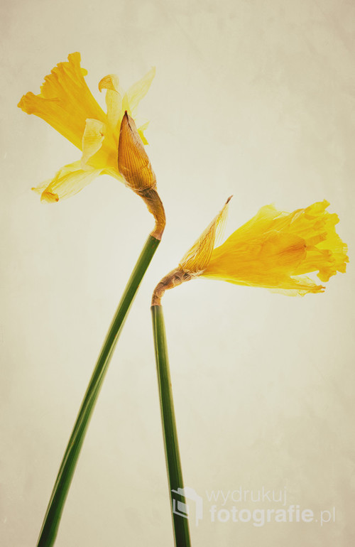 A composition of two daffodil flowers on a grunge yellow background.
