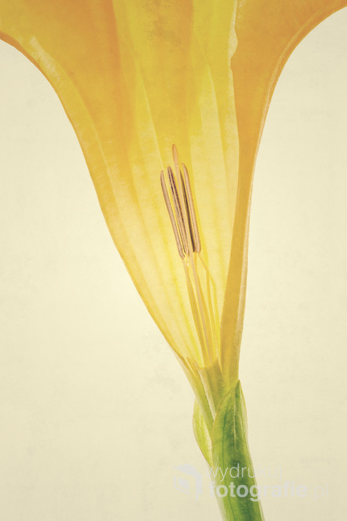 Angel's Trumpet - Datura flower. Section of the flower. Wnętrze kwiatu datury.