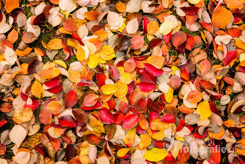 Wet colored leaves lying on the ground. Kolorowy dywan z mokrych liści.
