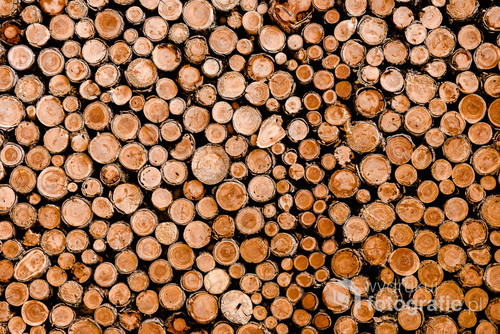 Wall of woodpile in forest.