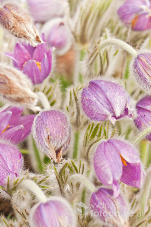 Pink pasque flowers close up. 