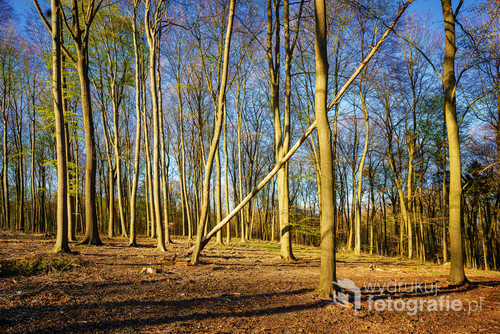 Panoramic view of the beech forest. Forest felling,