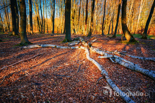 Panoramic view of the beech forest. Forest felling,