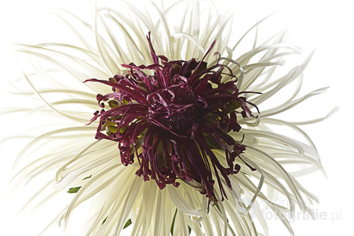 Aster - withered flower isolated.