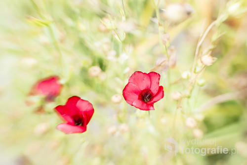 Flower of red linen. Picture made by using lensbaby lens.