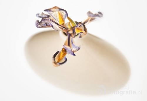 Wilted irises, in a brown vase. View from above. White background.  Shallow depth of field.