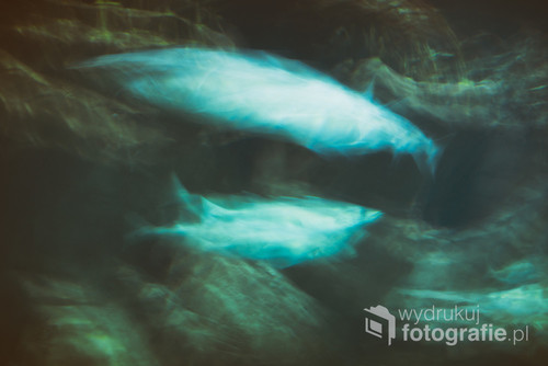 Big fish swimming in the oceanarium. Long exposure. Abstract image.