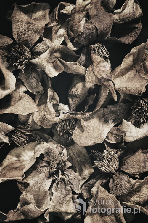 Frozen, dried magnolia flowers - abstract floral composition. Still life. Daturated.