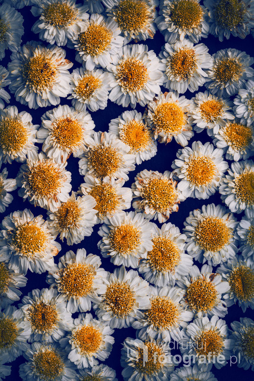 A floral composition made of many field chamomile flowers. View from above.