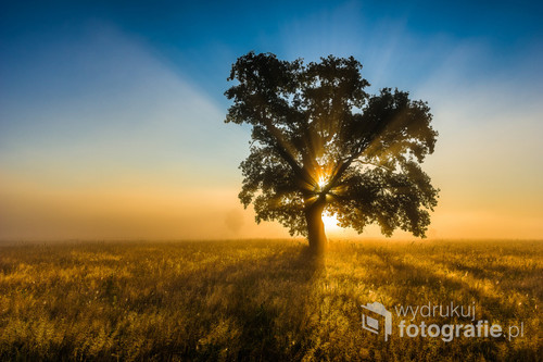 Zdjęcie zostało zrobione na terenie Łomżyńskiego Parku Krajobrazowego Doliny Narwi. Przedstawia charakterystyczny dla tego miejsca stary dąb w świetle  sierpniowego wschodu słońca.