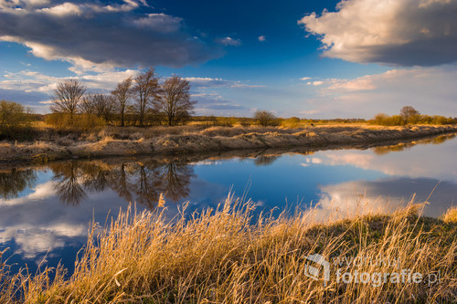 Zdjęcie przedstawia rzekę Narew niedaleko wsi Bronowo. Zostało wykonane w kwietniowe popołudnie 2020 roku. 