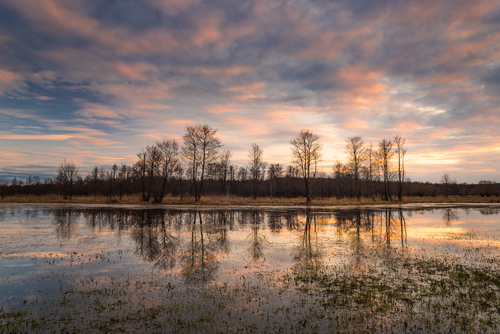 Zdjęcie przedstawia zalany teren łęgowy w Dolinie Narwi. Wykonane zostało na terenie Łomżyńskiego Parku Krajobrazowego w okolicach wsi Pniewo.