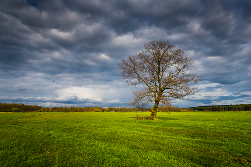 Samotne drzewo w okolicach miejscowości Koty w województwie podlaskim. Zdjęcie wykonane w chłodne i wietrzne majowe popołudnie.