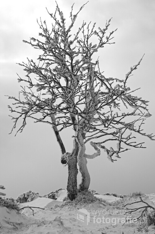 Osamotnione drzewo rosnące gdzieś na wierzchowinie Sudeckiej w zimowej odsłonie.