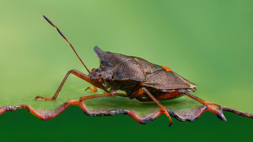 Pluskwiak (Hemiptera) z rodziny tarczówkowatych (Pentatomidae) jakim jest 