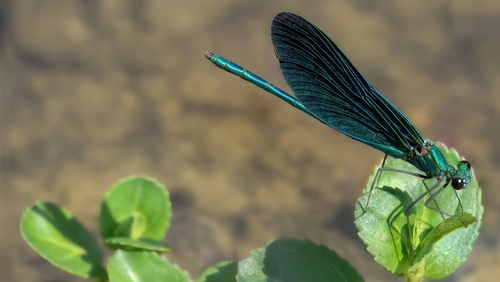 Ważka równoskrzydła (Zygoptera) z rodziny Świteziankowatych (Calopterygidae) jaką jest 