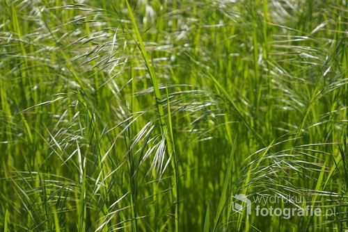 Soczysta zielona trawa skąpana w słońcu.